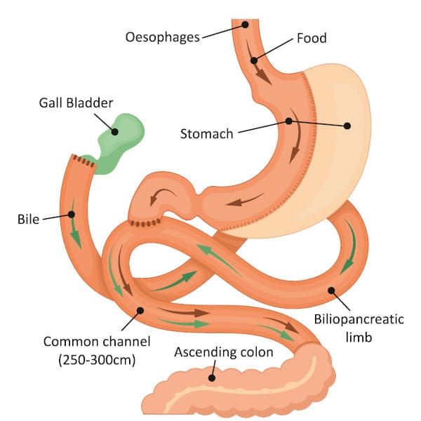 sadi-s anatomy